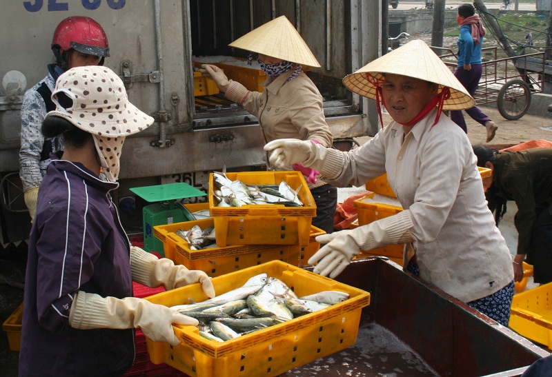 Làm giàu trên vùng biển Cửa Đại